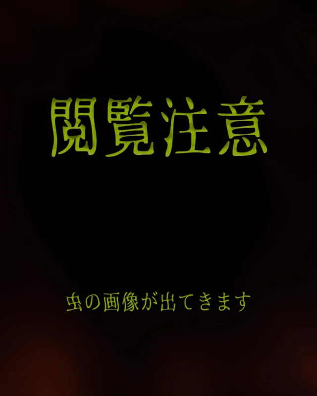 昨日の午後、職員室にとても綺麗な色の蜘蛛がいました。

若葉のような美しい黄緑色で、長い第１脚と第２脚、細長い腹部をもつ、ワカバグモです。

ワカバグモは、カニグモ科のクモの一種です。網を張らずに樹上の葉の上を歩き回ってエサを捕まえるそうです。

縁起が良い蜘蛛だともいわれているそうですよ。

#乙訓高校
#乙高
#いきもの
#蜘蛛
#クモ
#カニグモ
#ワカバグモ
#縁起物

#Kyoto #Nagaokakyo  #Otokuni #OTKN #Spider #CrabSpider #Thomisidae #Dietinae #Oxytate #OxytateStriatipes