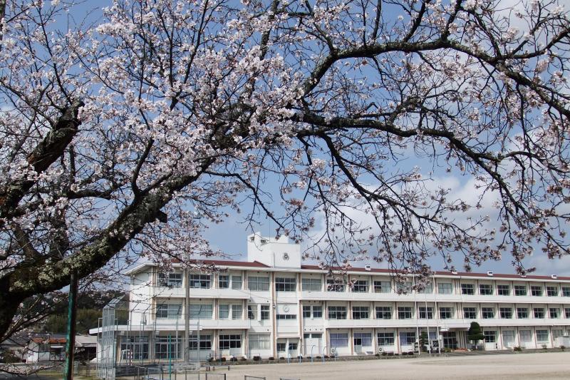 sakura1