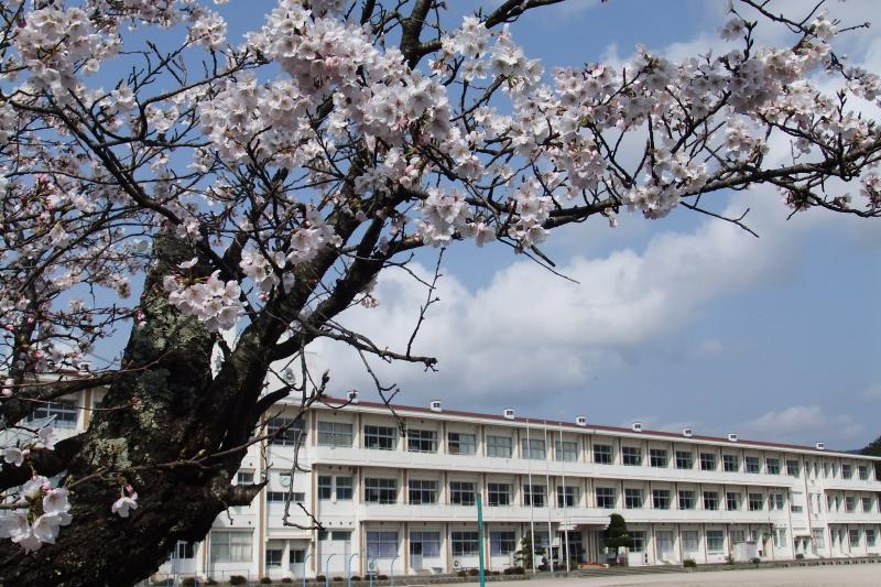 sakura2
