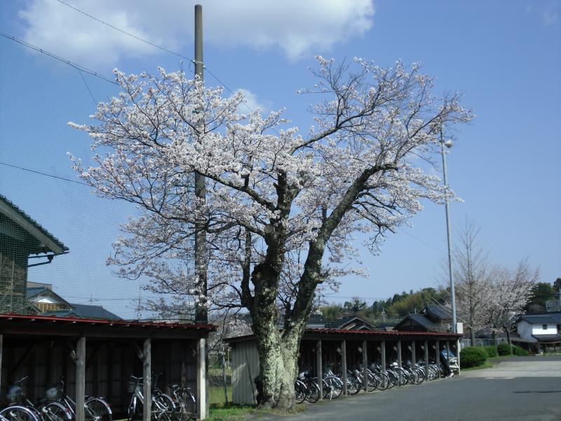 sakura3