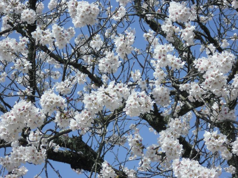 sakura4