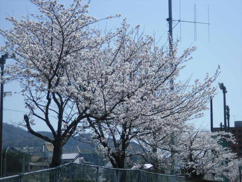 sakura5