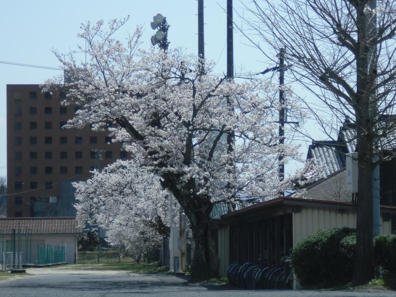 sakura6