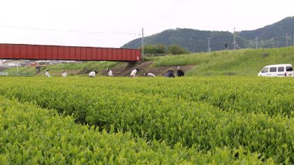 綾部高校茶園