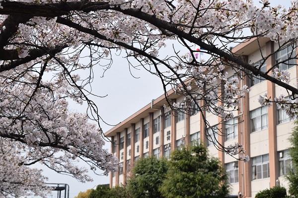 桜と校舎.JPG