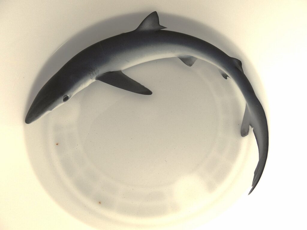 ヨシキリザメ 頭部骨格標本 | 京都府立海洋高等学校