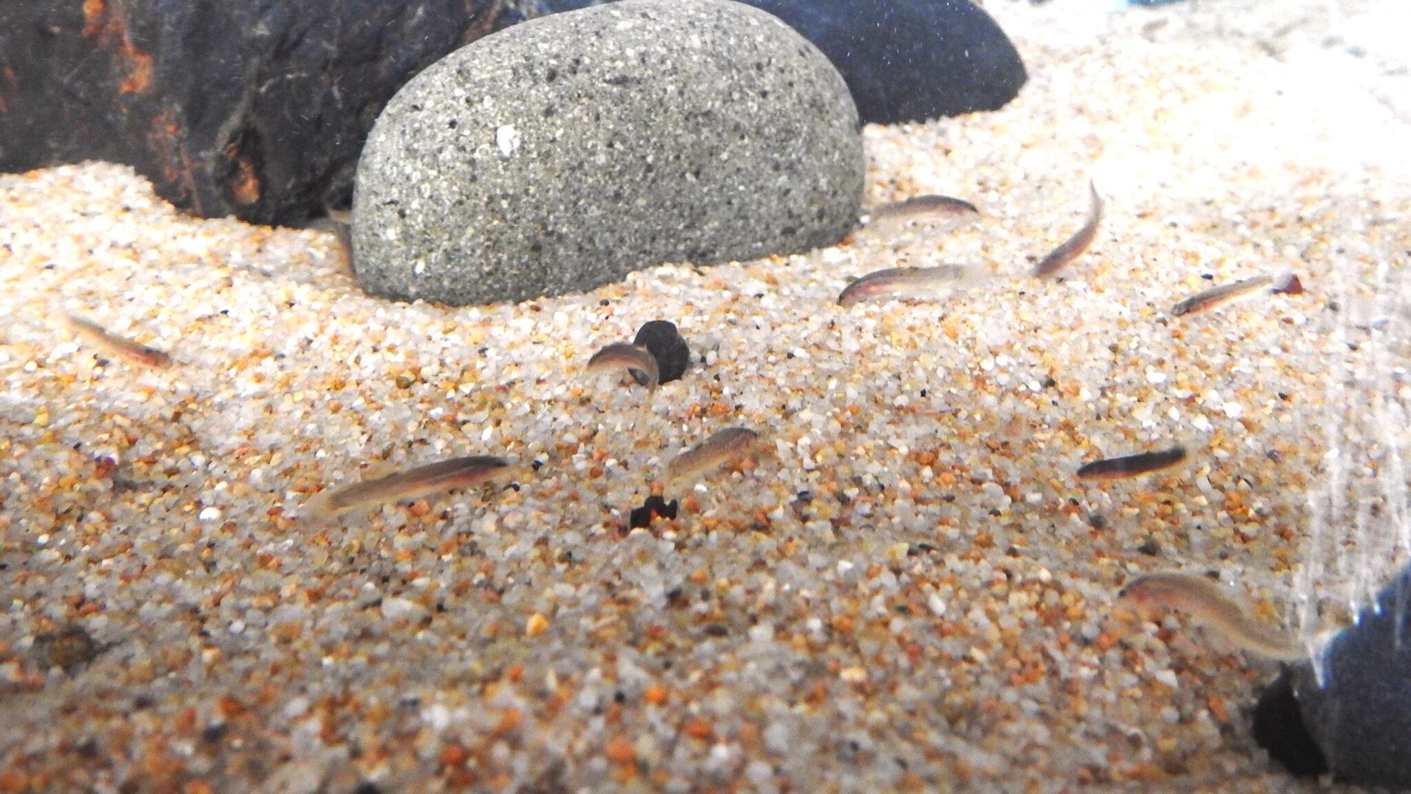 ナガレホトケドジョウ稚魚 順調に成長 | 京都府立海洋高等学校