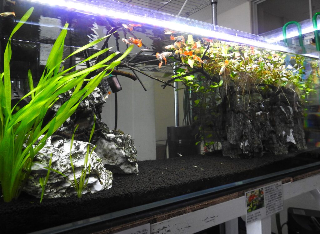 楽天市場】グッピー（水草セット｜水草）：水槽・アクアリウム内装<熱帯魚・アクアリウム<ペット・ペットグッズの通販