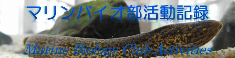 川のエイリアン タウナギ | 京都府立海洋高等学校