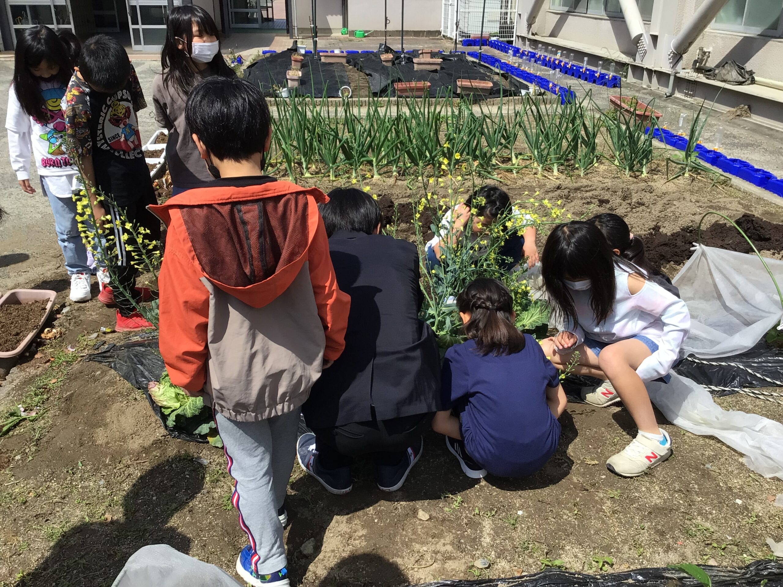 チョウをさがす（3年）