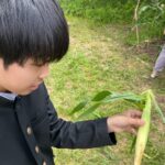 ２年生　技術「トウモロコシ栽培」
