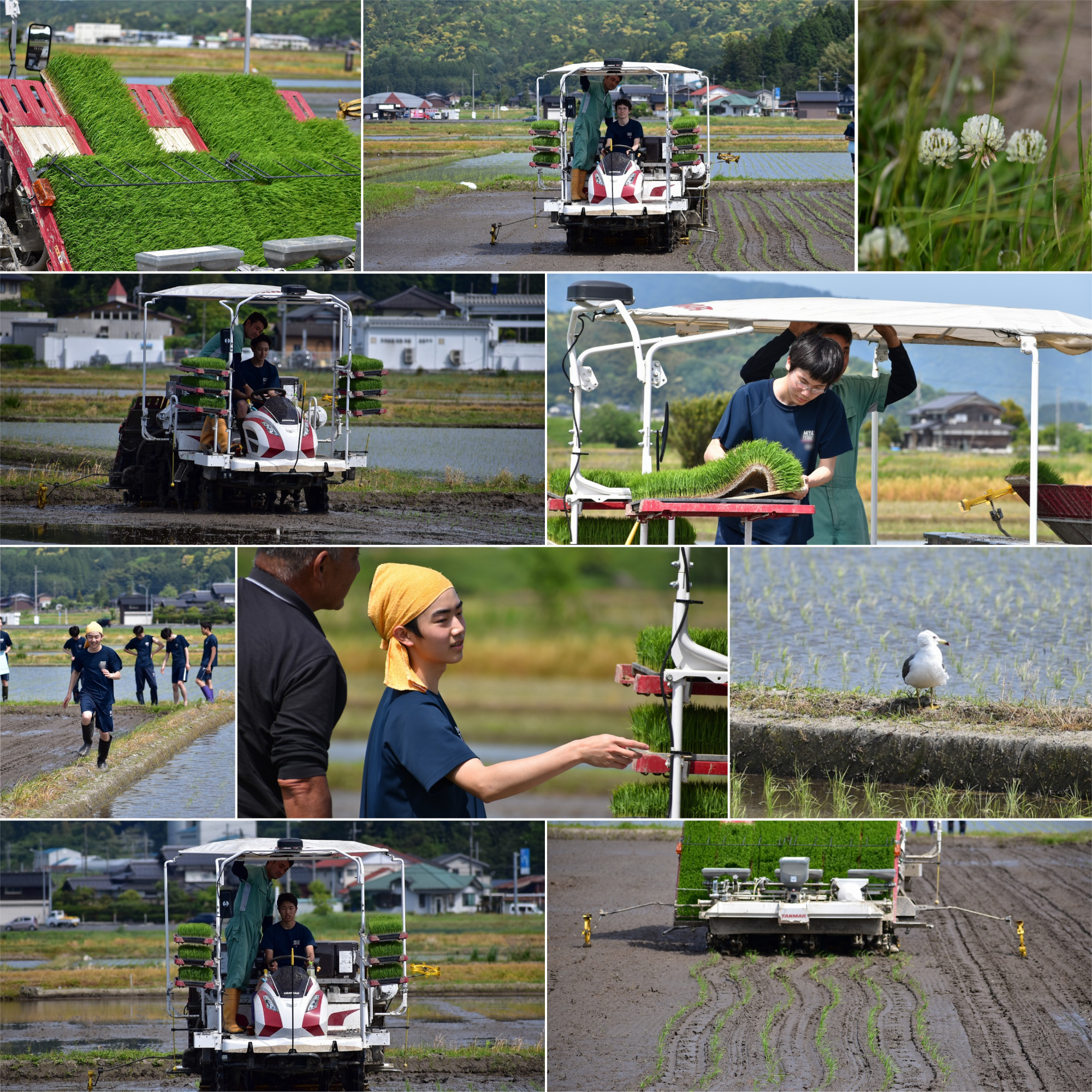 20260513田植え.png