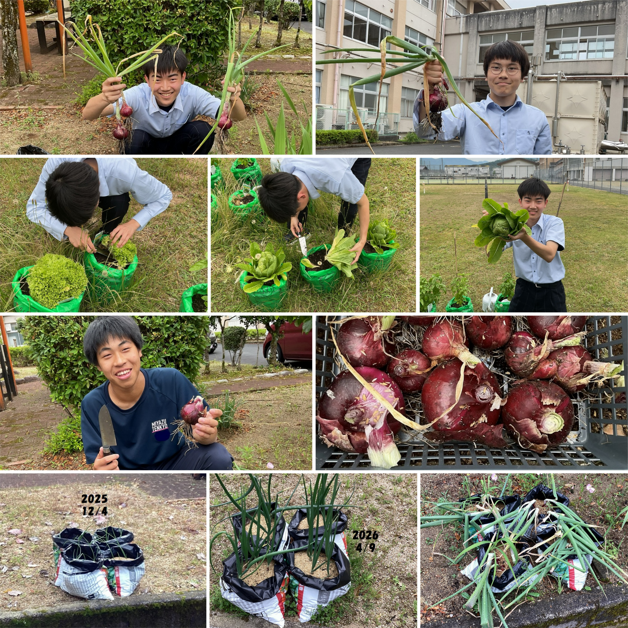 20260604収穫.png