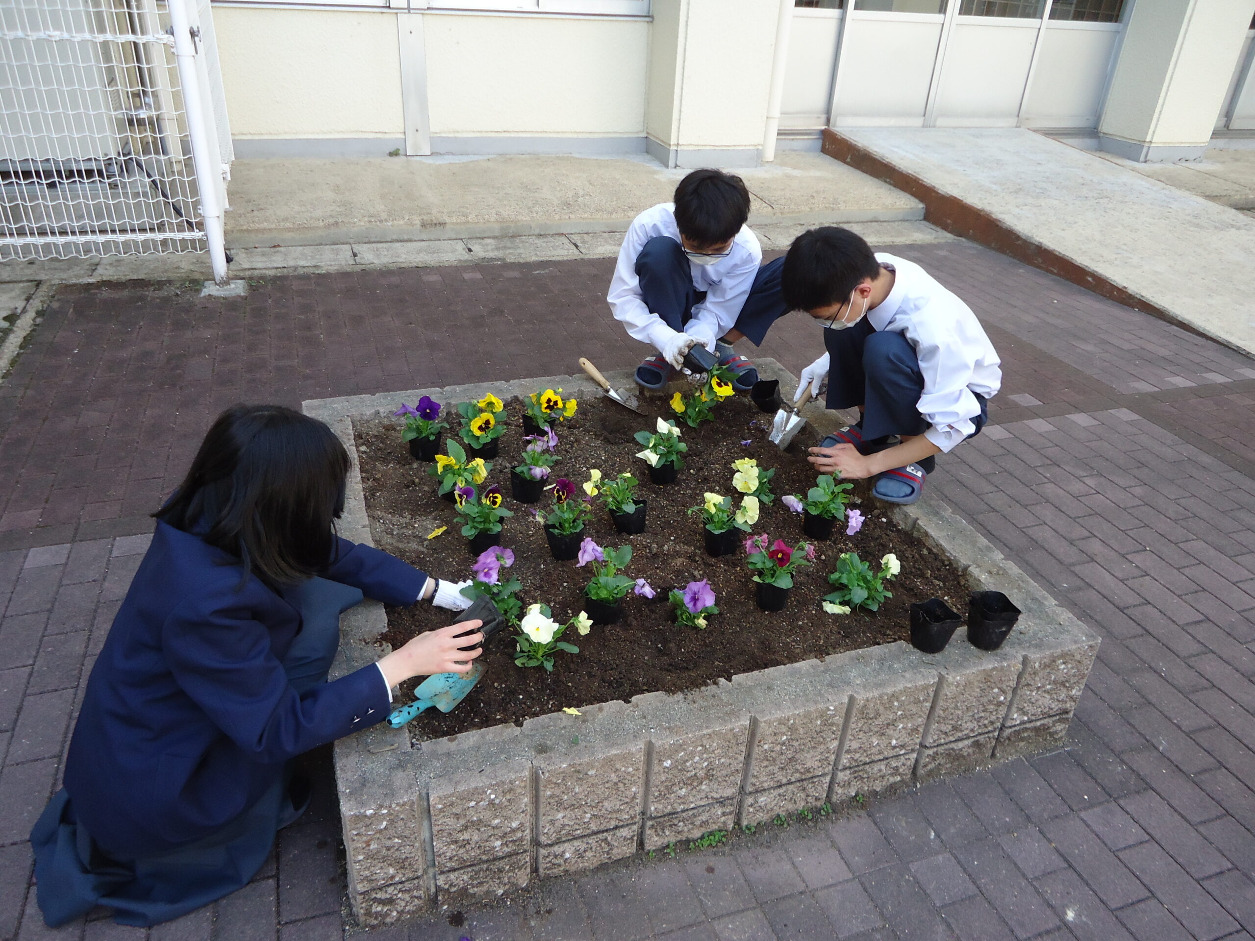 花壇にパンジーを植えました。
