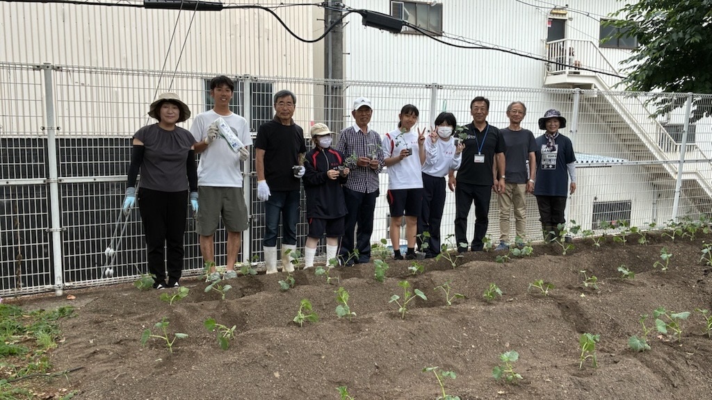 学校地域支援本部のみなさんときゅうりを植えました。