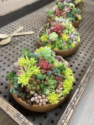 京都府立洛西高等学校 PTA教養委員会 多肉植物寄せ植えワーク