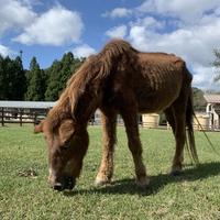 須知高校にはたくさんの動物がいます