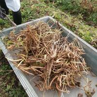 瑞穂大納言小豆の収穫体験　アグリチャンス京丹波株式会社へ