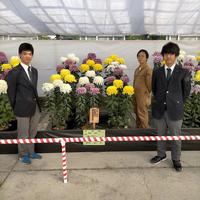 第37回日本菊花全国大会へ出展しました