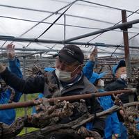 果樹雨よけビニル張り