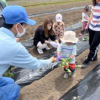 京丹波町支援センターの皆さんと一緒にサツマイモの植え付け