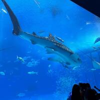 第２学年沖縄研修旅行「美ら海水族館」