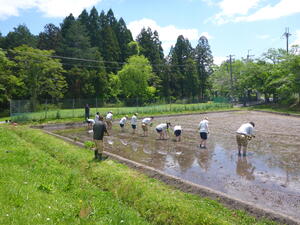 2田植えの様子.JPG