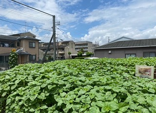中央ひまわり畑１
