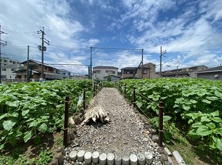 中央ひまわり畑２