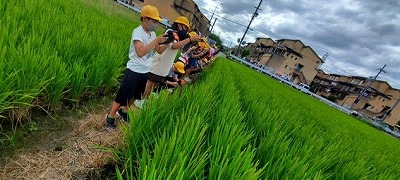 稲の観察３