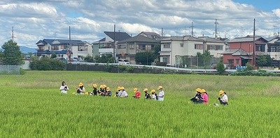 稲の観察４