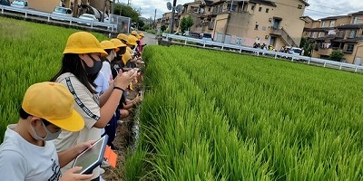 稲の観察５