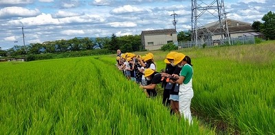 稲の観察６