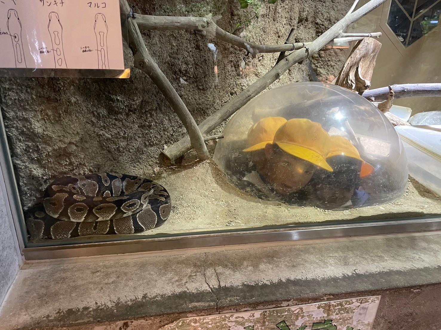 １年　校外学習「京都市動物園」⑤