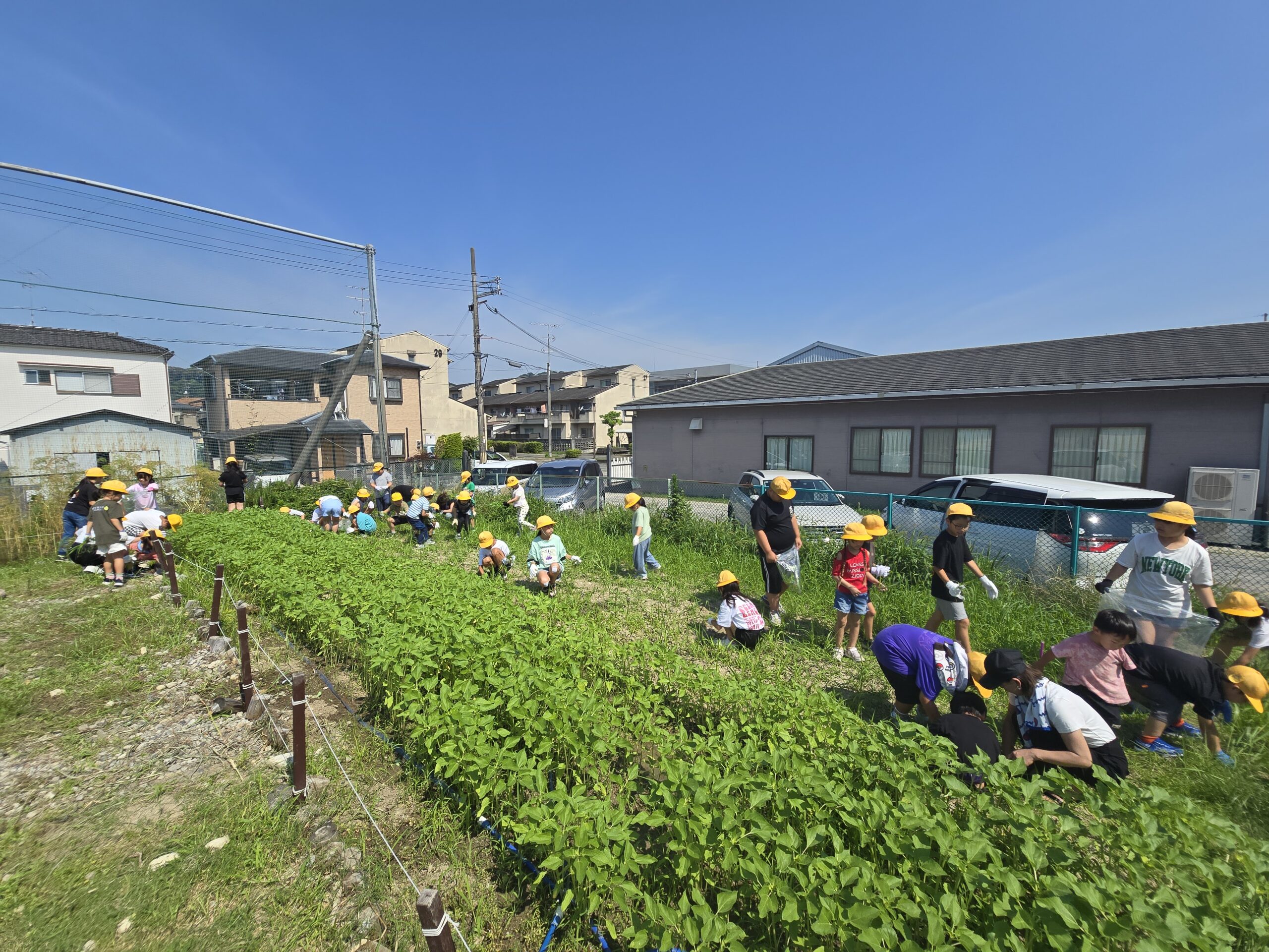 ２年５年　｢ハッピーサンフラワー｣草抜き
