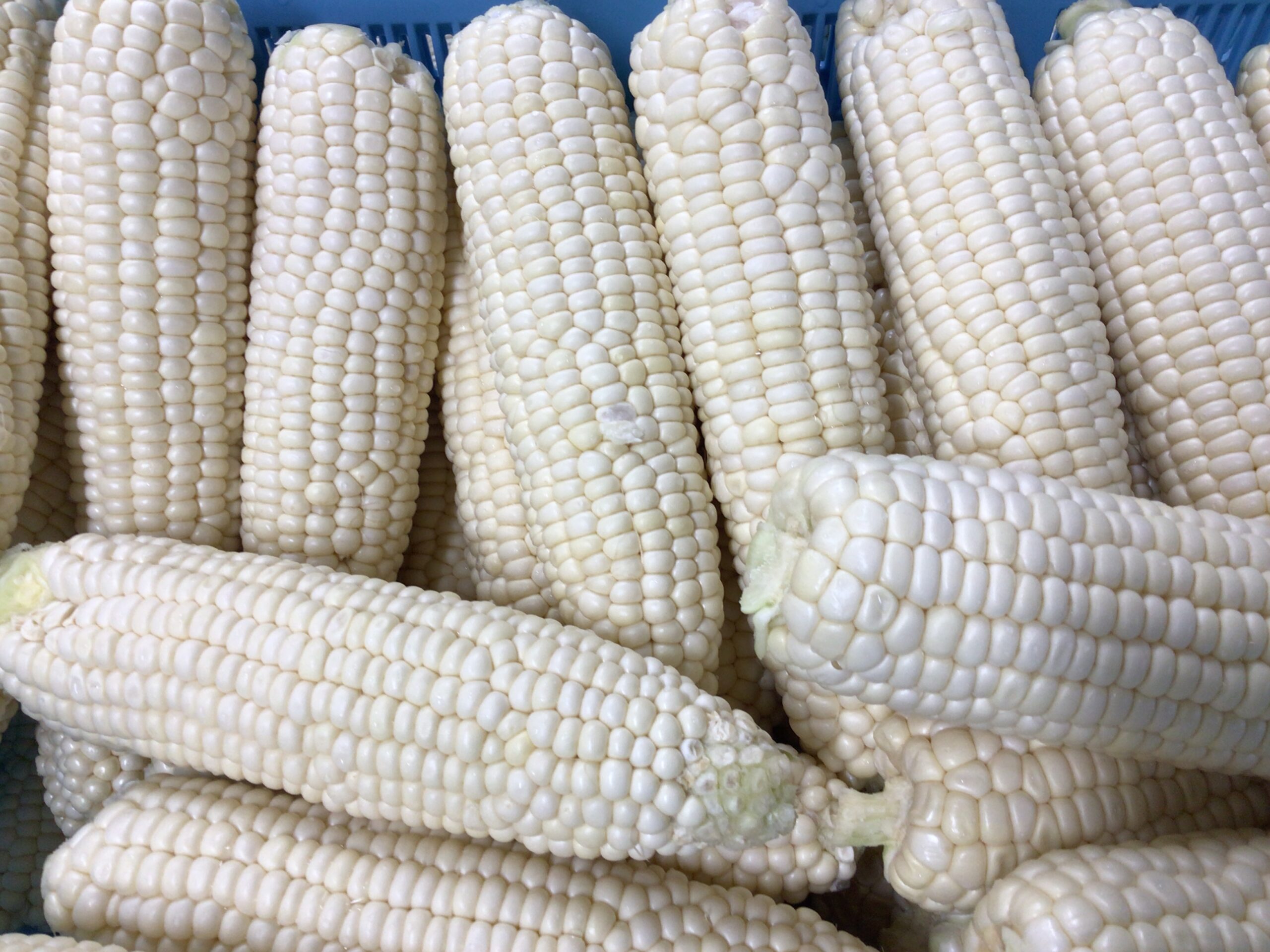 八幡のホワイトコーン🌽