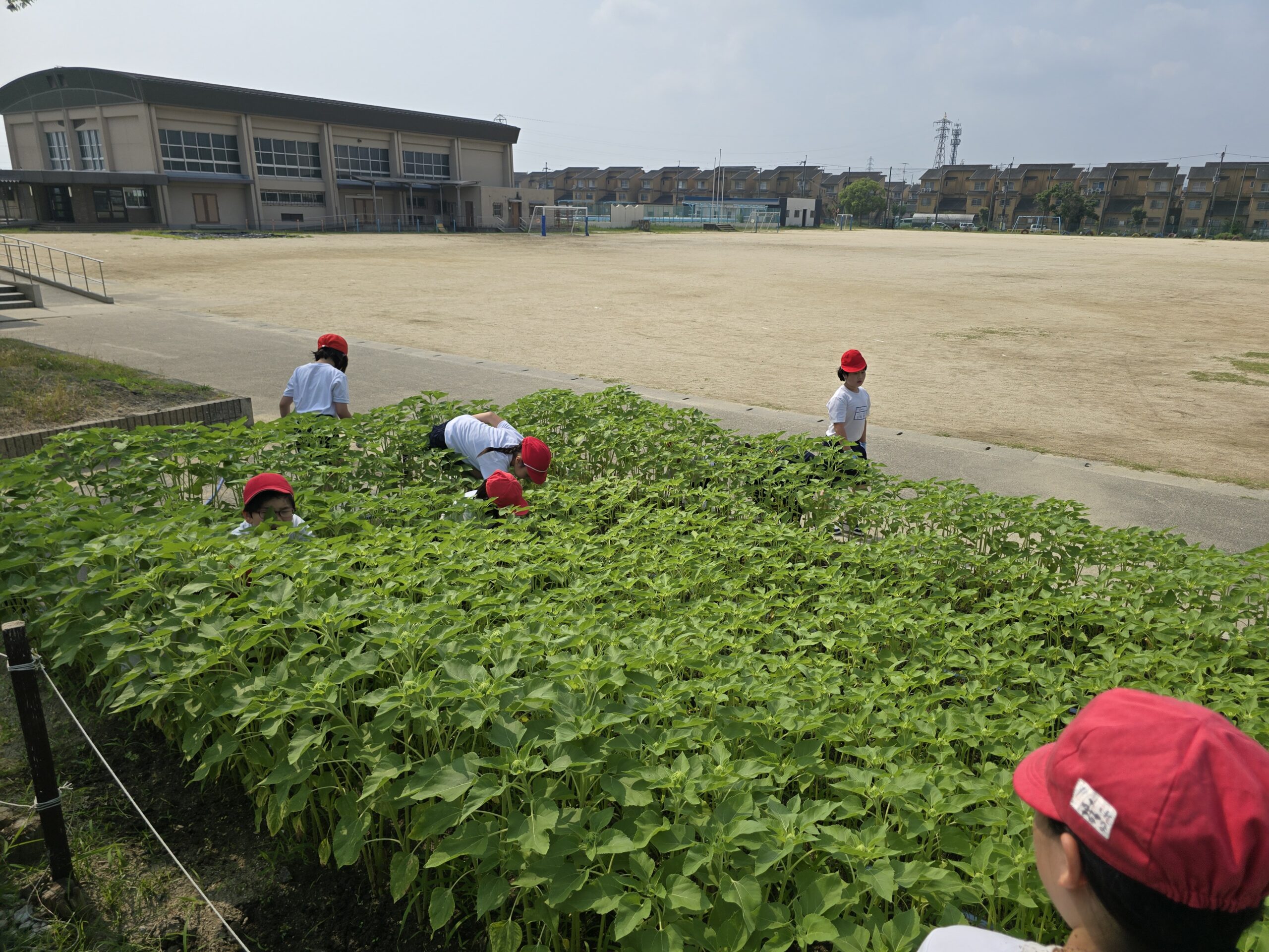 4年「ハッピーサンフラワー」草抜き