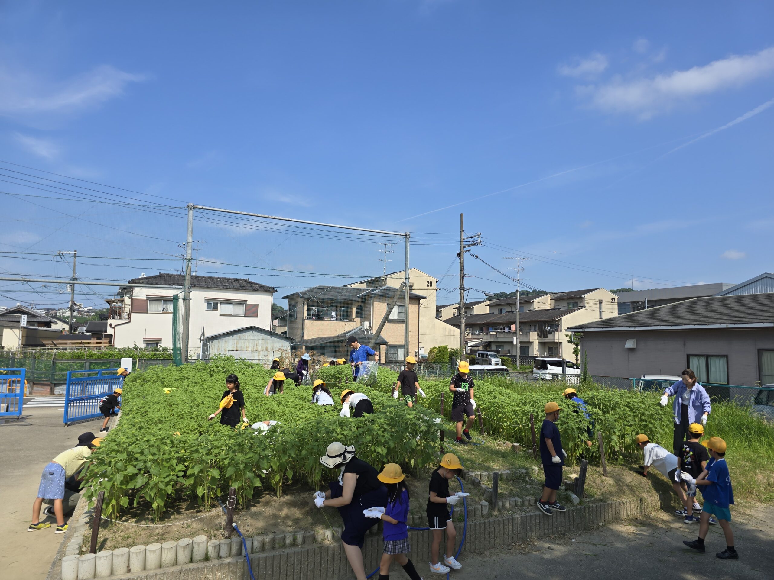 ３年　ハッピーサンフラワー草抜き