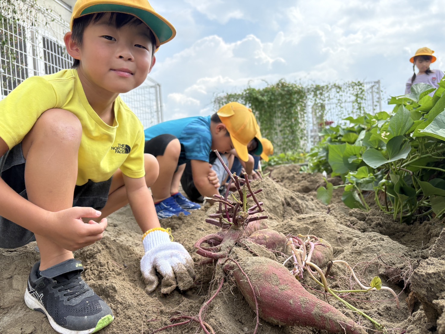 2年　生活　おいもほり