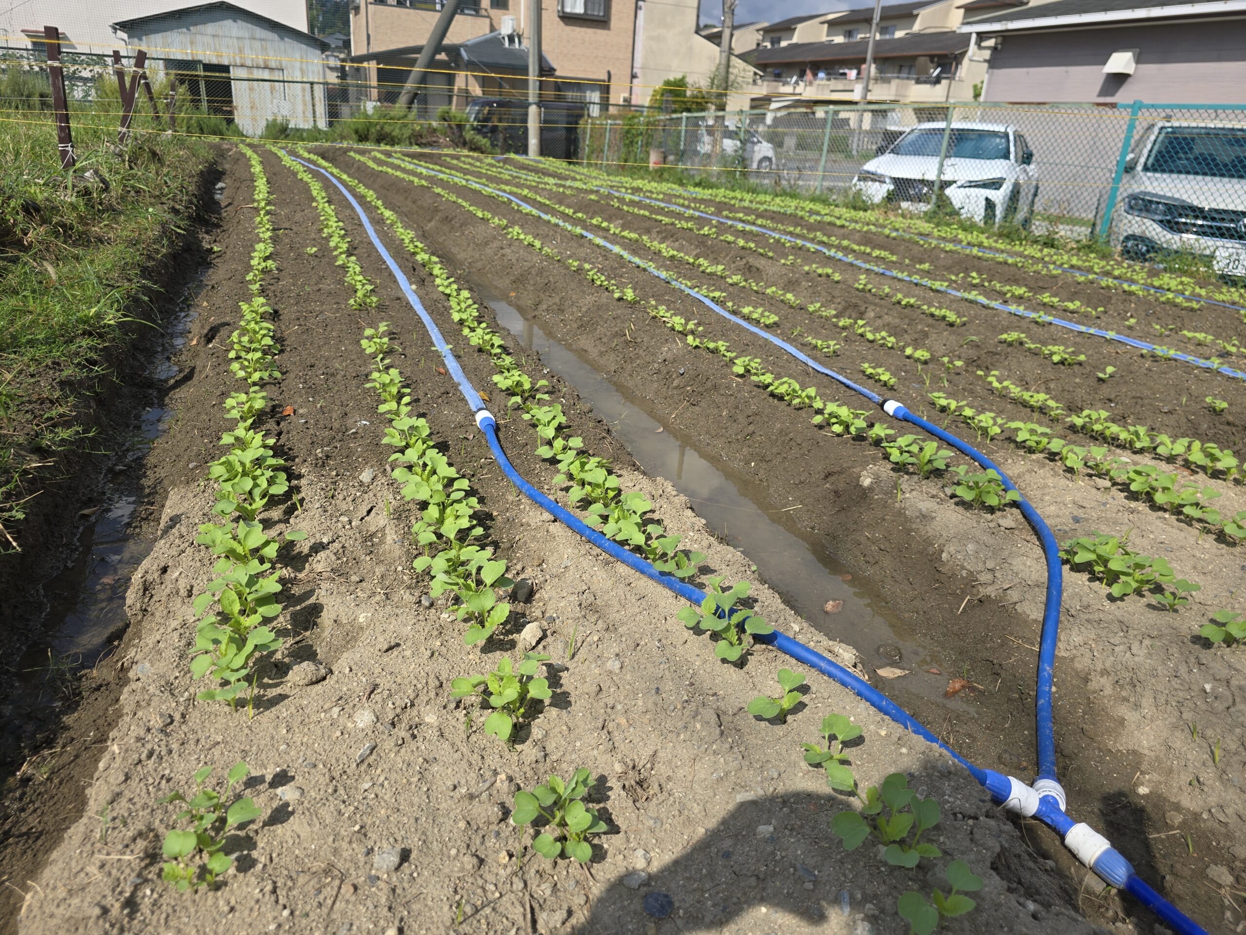 大根種植え　第2段