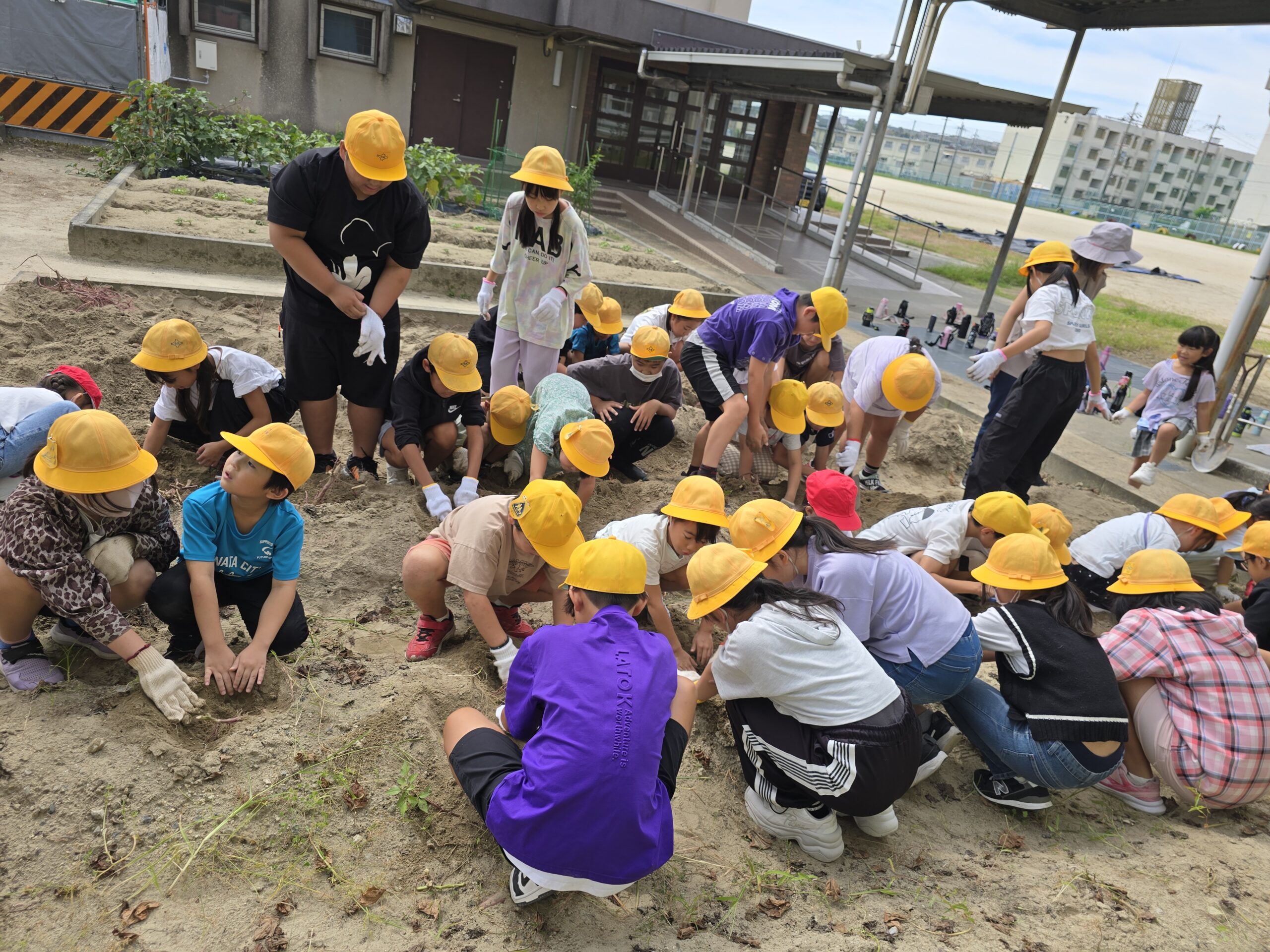 １，５年　さつまいもほり
