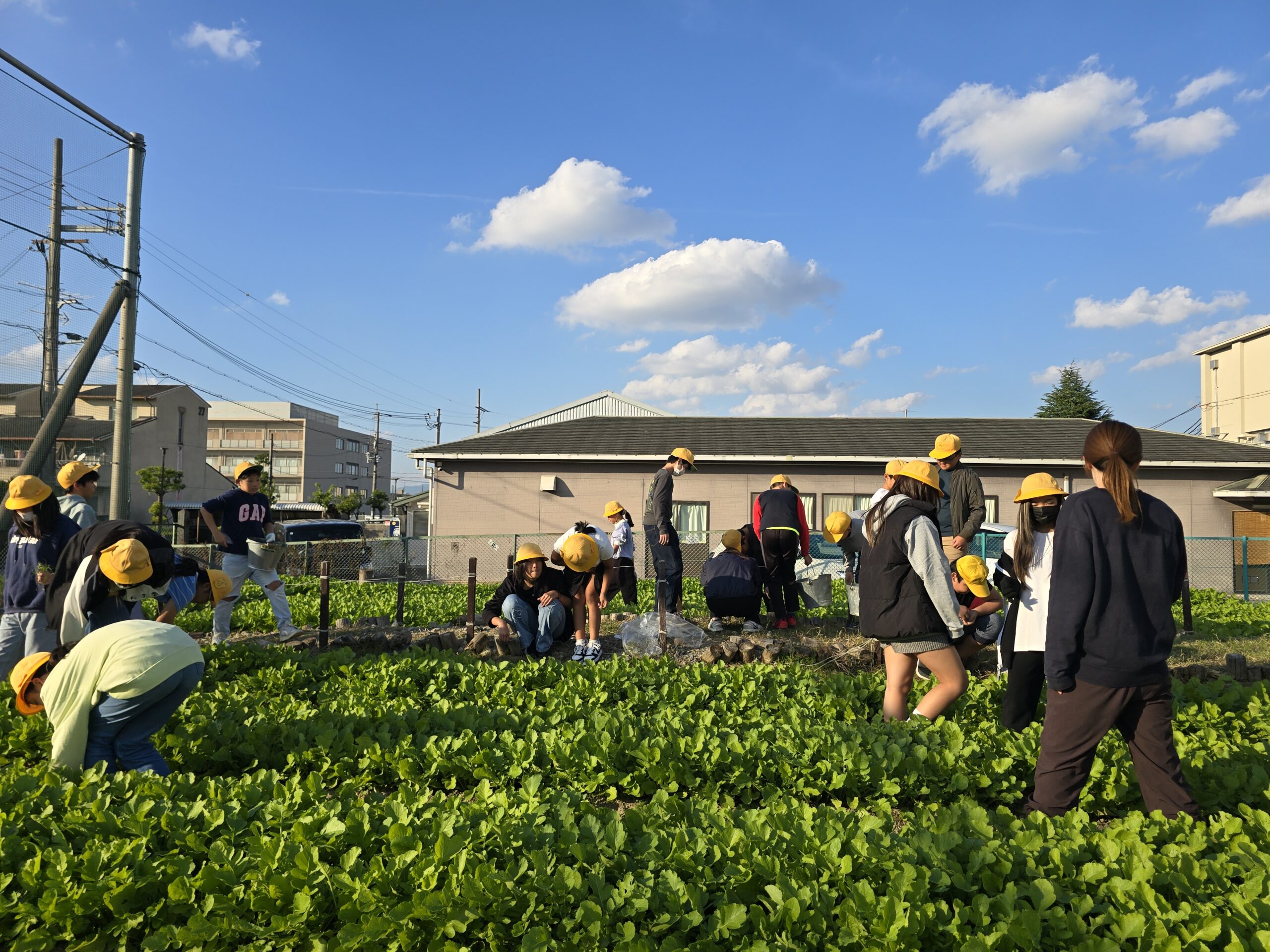 大根日記「６年生草抜き」