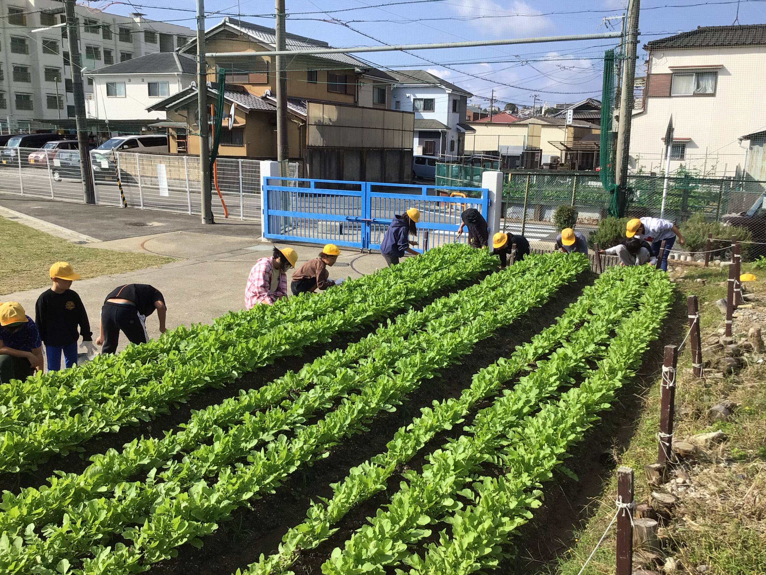 大根日記「こすもす学級草抜き」
