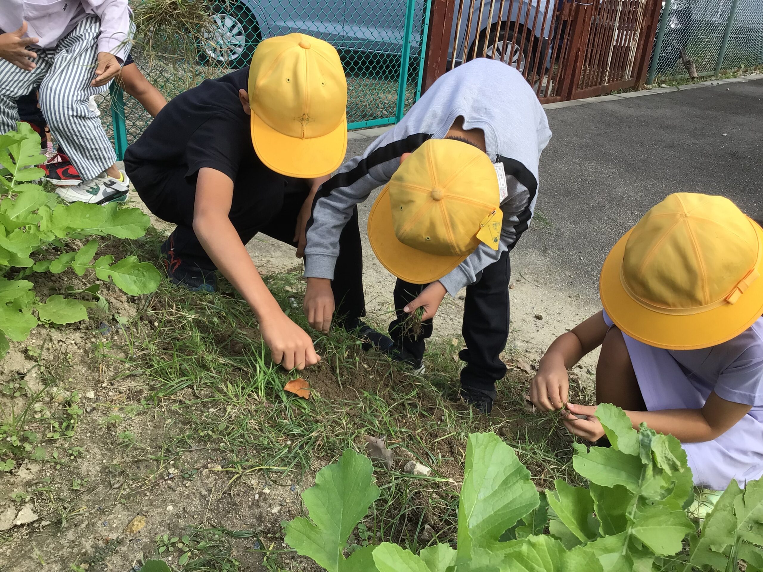 大根日記「２年生の草抜き」