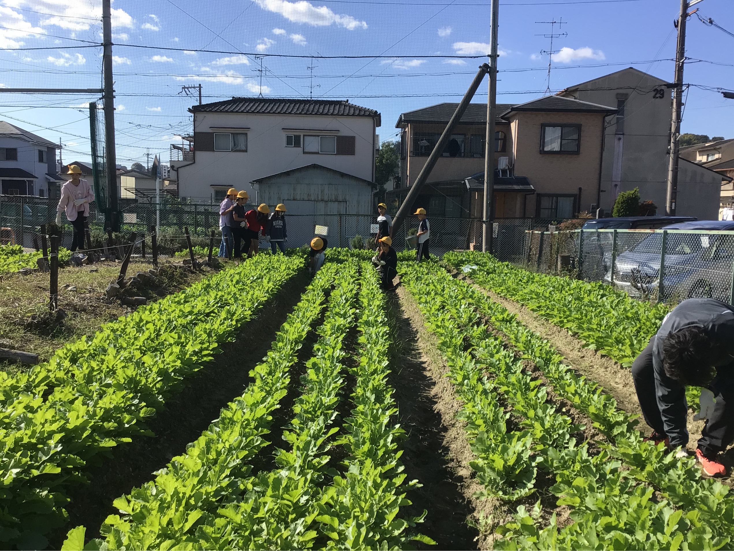 大根日記「５年生草抜き」