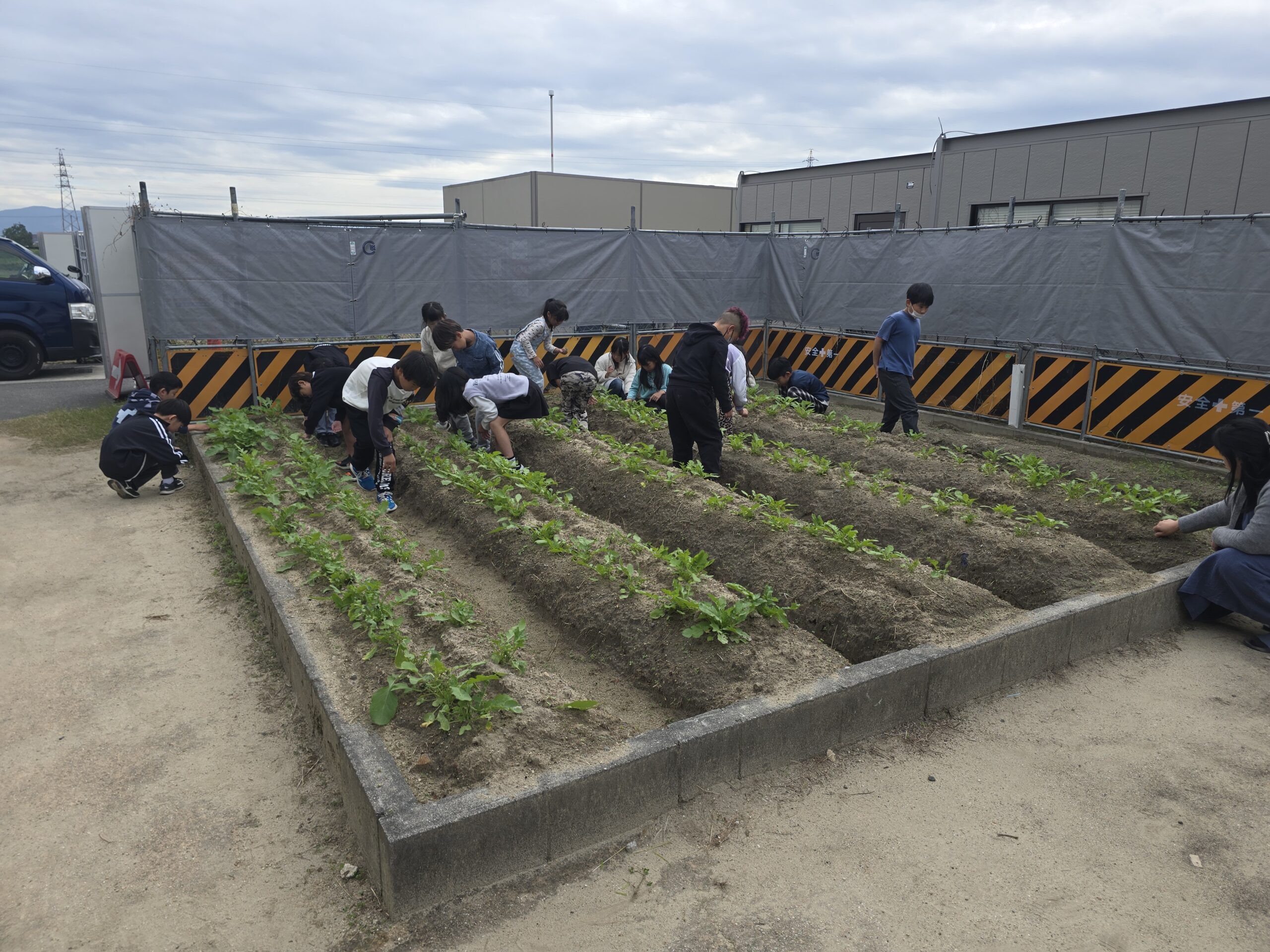 大根日記　｢３年生草抜き｣