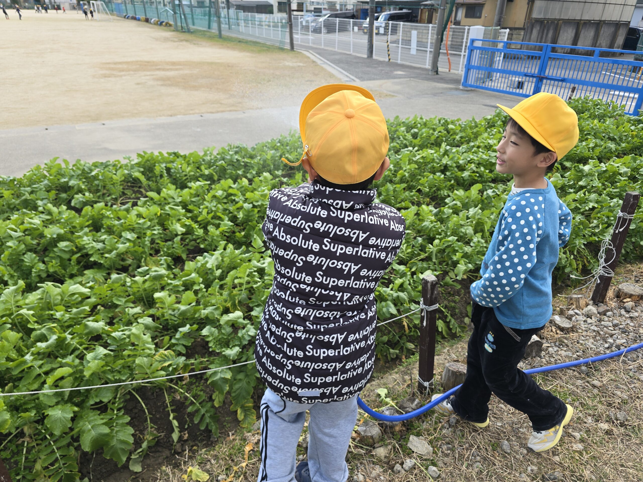 【大根日記】ボランティア