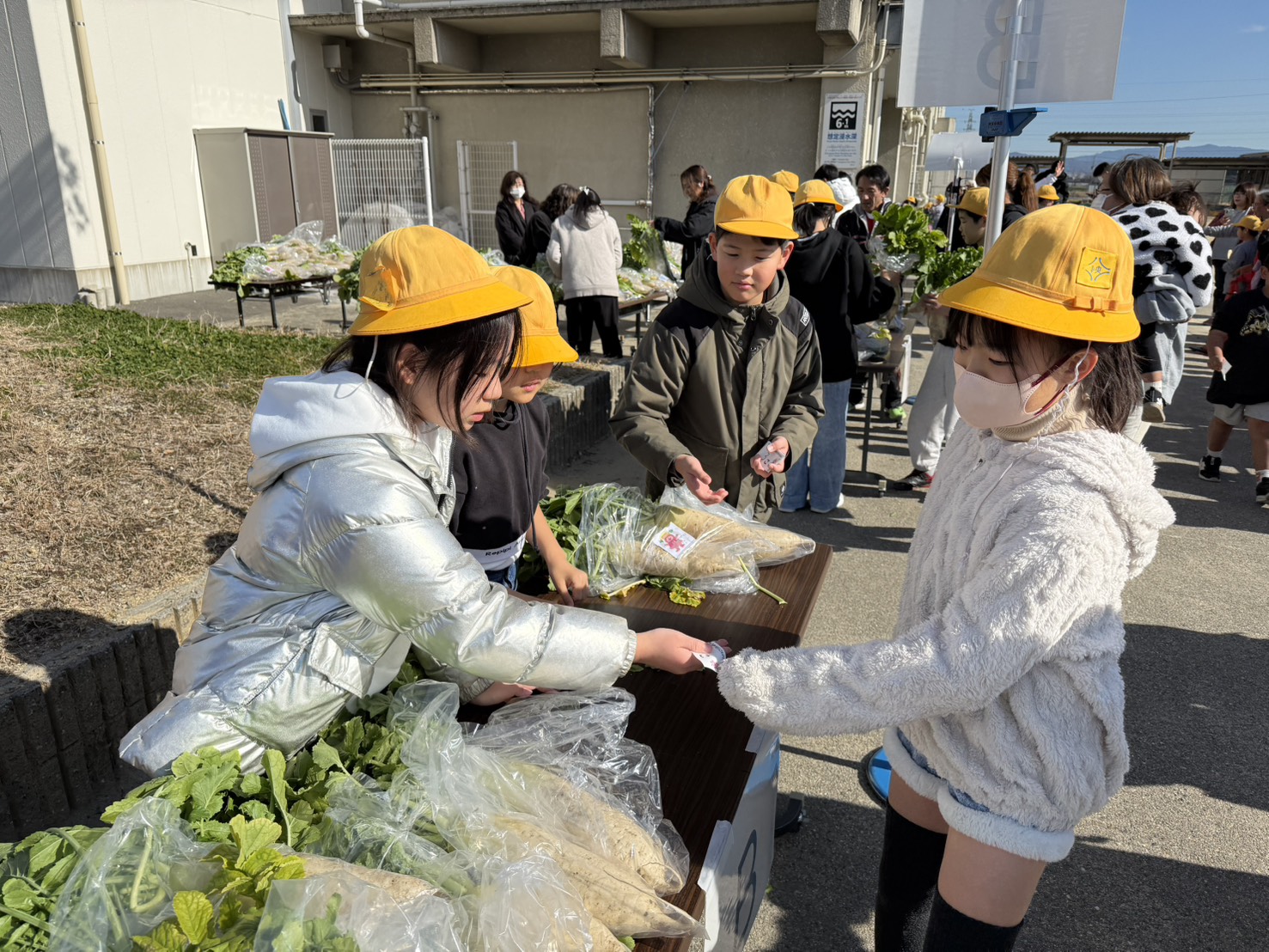 【大根日記】大根販売