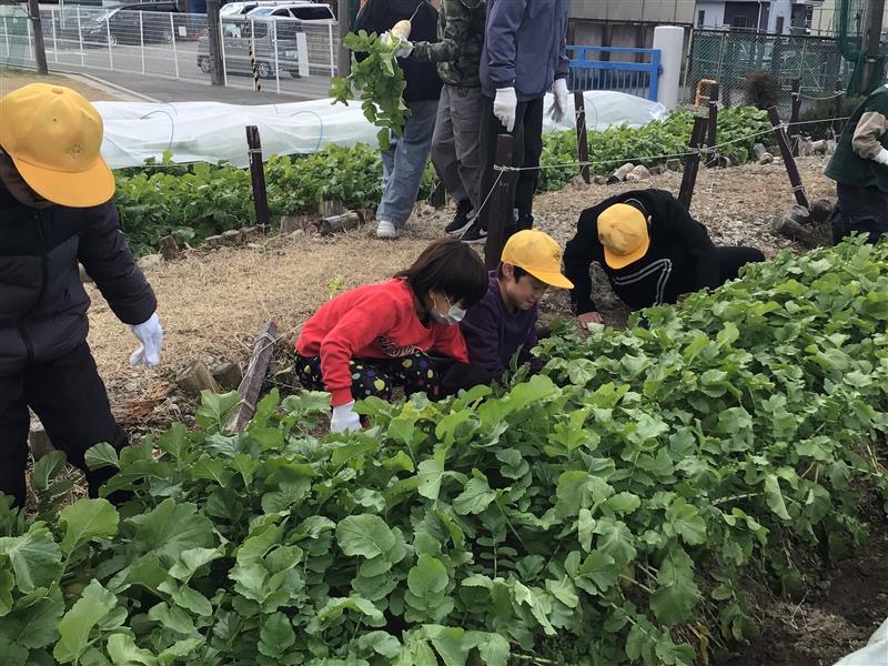 【大根日記】全校大根収穫