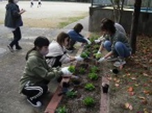 11月16日　花壇の整備（PTA)
